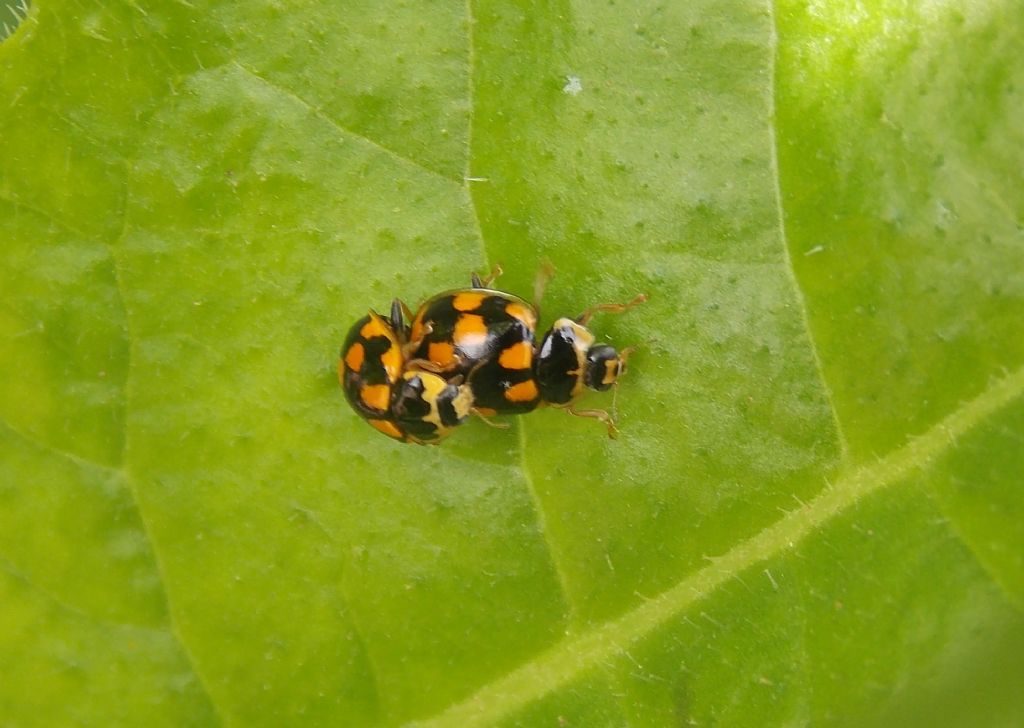 Coccinellidae da identifcare